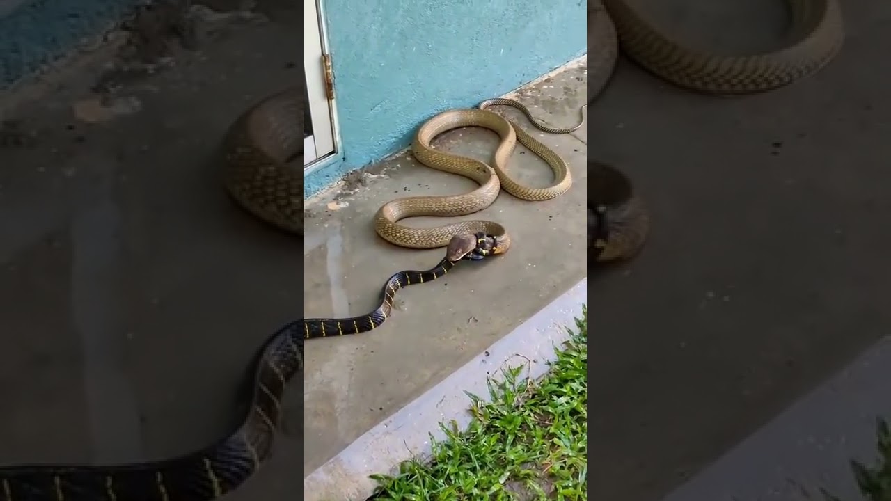 Dhavan Snake Vs Gehuan Snake || Cobra Vs ? || Never Give Up as snake 