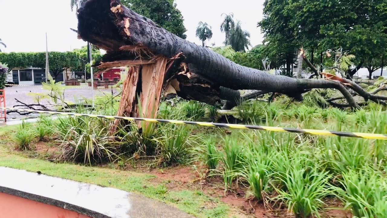 OLHA COMO ERA LINDA A ÁRVORE QUE CAIU NA CHUVA DE HOJE EM TUPI PAULISTA SP.