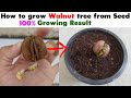 How to Grow Walnut Tree from Seed at home Easy Process DIY