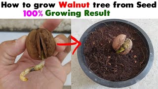 How to Grow Walnut Tree from Seed at home Easy Process DIY