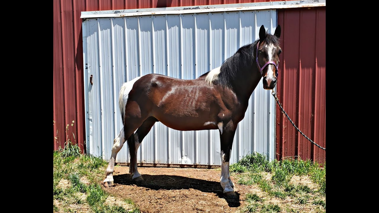 Registered Spotted Saddle Horse available for adoption, Smoke YouTube