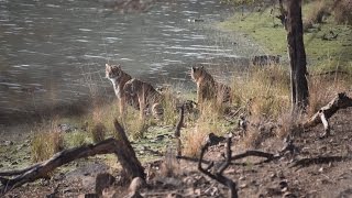 2015 Trip  Tiger Reserve  Rathambore National Park  Rajasthan, India