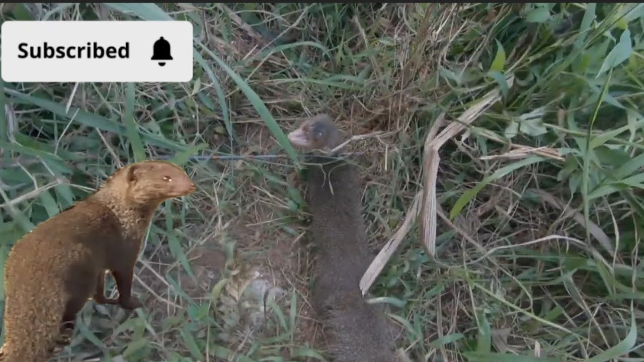 Hunting Mongoose when free time in the Farmland