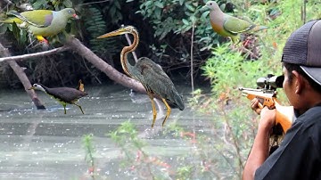 BERBURU BURUNG PUNAI & BURUNG SAWAH KETIKA POIN BURUNG CANGAK MERAH‼️best hunting with air rifle