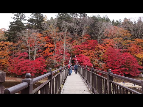 紅葉 「紅の吊り橋」2024 （那須塩原市 ）