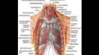 what is asbestos lungs cancer