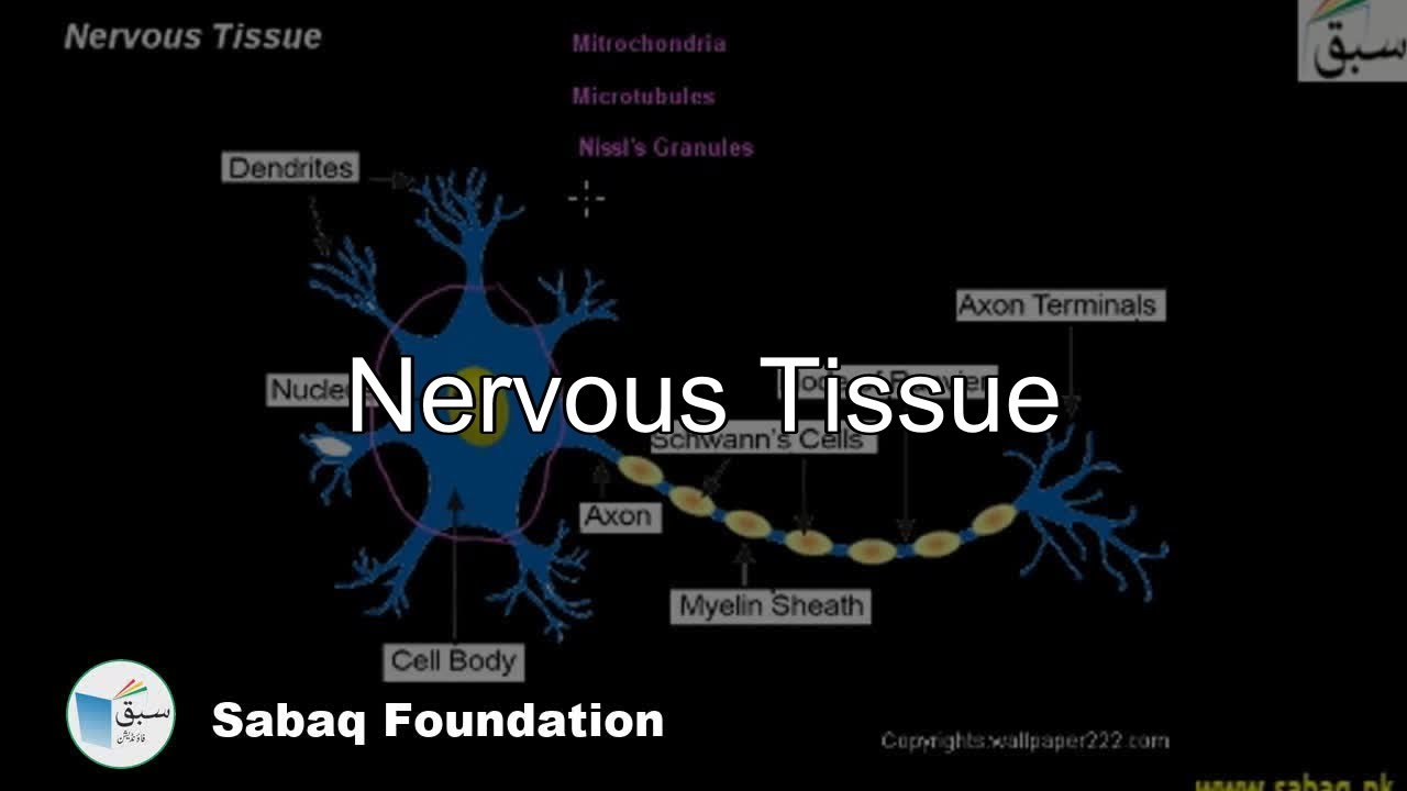 Nervous Tissue, Biology Lecture | Sabaq.pk | - YouTube