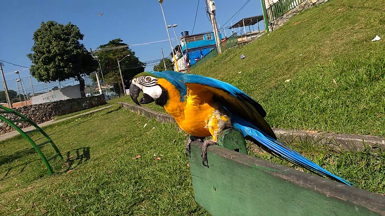 5 motivos pra você NÃO ter uma arara