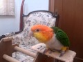 Dancing White bellied caique