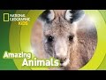 Eastern gray kangaroo  amazing animals