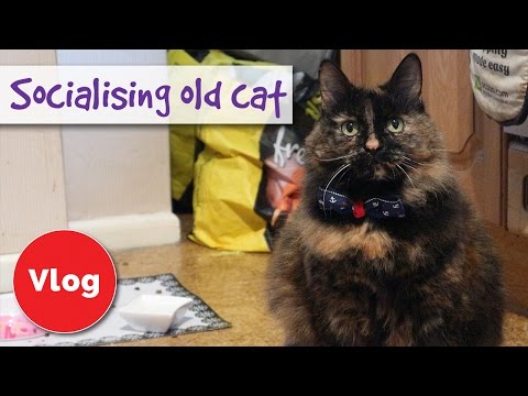 How To Socialise An Older Cat, 5 tips! PLUS: COMPETITION!
