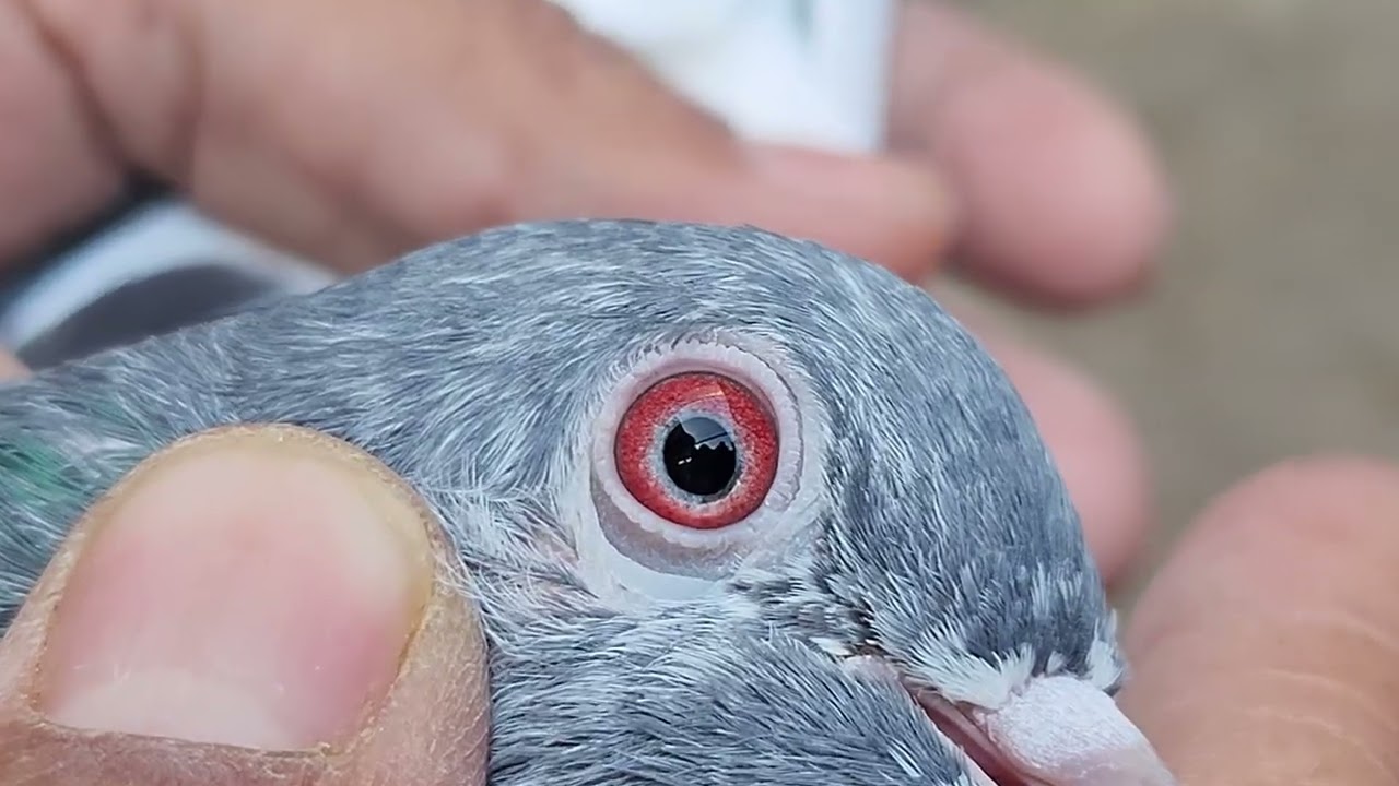 Kammanger kabootar #Red eyes Pigeon 