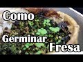 Como germinar semillas de Fresa || México Verde