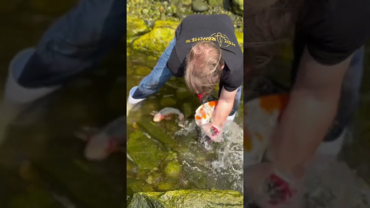 Catching Koi Fish By Hand 