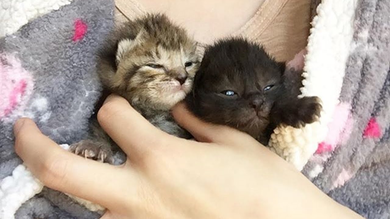 Amazing Transformation of Two Little Cats Were Only 1 Week Old Need To Bottle Feed