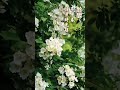 荼蘼|花開如夢,春末最安靜的畫面|荼蘼清醒綻放,永不褪色 #國風 #慢生活 #花園美學 #shorts