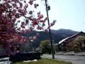 被災地 大船渡 海猫ら 白紅 ( ビャック = ピンク色 ) 桜 人工揚羽 遠野錦鯉  碁石岬