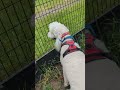 今日は、なかなか出ないんだワン🐩台風でルーティンが変わってしまったスタンダードプードルのオーデンくん。
