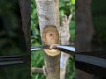 Learning a very simple grafting #shortvideo