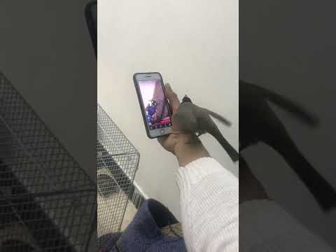 بلبل رقصه تزاوج مزاوف بلبل نثيه اليفه