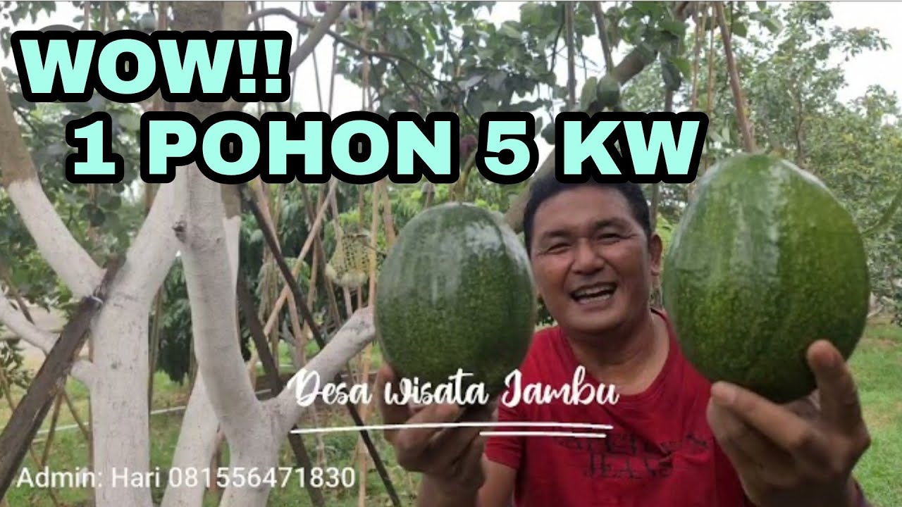 SATU POHON INI MENCAPAI 5 KW BUAH
