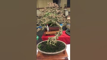 Chia sẻ Bonsai Sam núi trái 16/hội thi tỉnh #bonsaivietnam #sam#samtrai #samnui