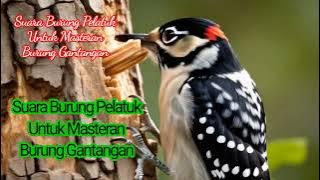 Mp3 HD Audio@Masteran & Suara Pikat Semua Jenis Burung Pelatuk..#MasteranpikatburungPelatuk