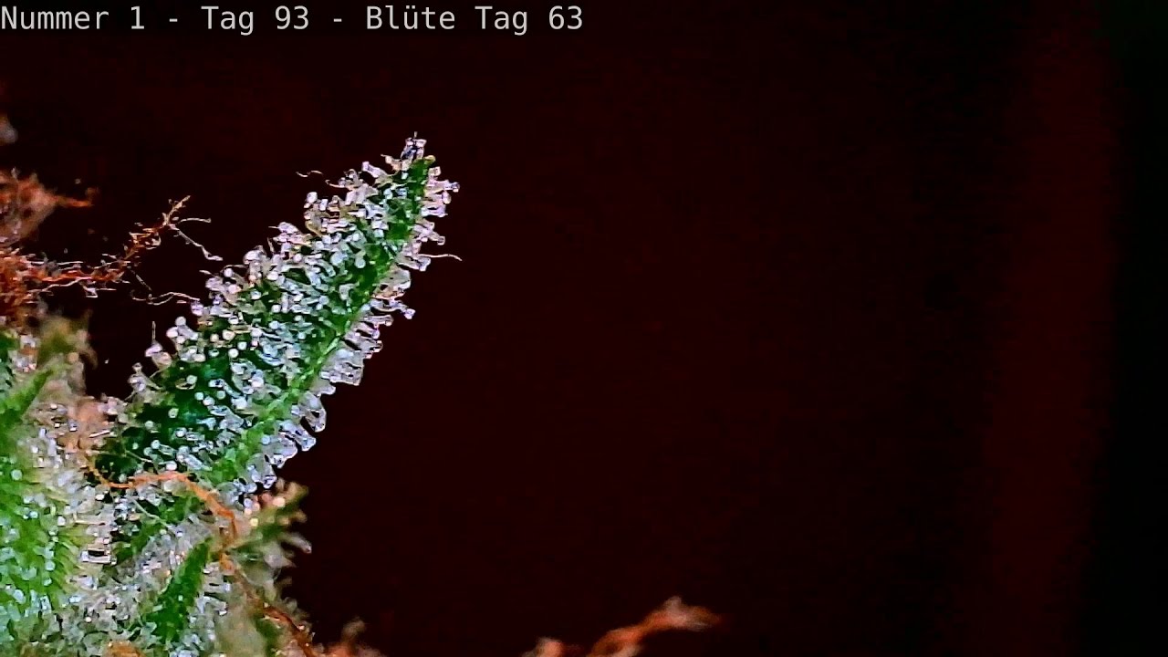 Cannabis Anbau - Der perfekte Erntezeitpunkt