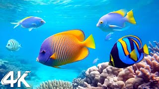 [NEW] 4HRS Stunning 4K Underwater Wonders - Relaxing Music | Coral Reefs, Fish& Colorful Sea Life