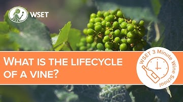 What is the lifecycle of a vine?