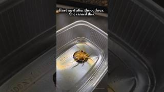 What happens when a praying mantis eats a Dubia roach for the first time after laying?