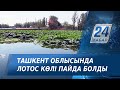 Ташкент облысында лотос көлі пайда болды