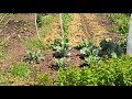 tomates, haricots verts, blettes