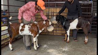 Mashallah quality the end buldozer goat starting 12500