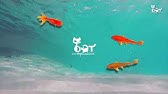 Jeu Pour Chat Les Poissons Youtube Jeu Pour Chat Les Poissons Youtube