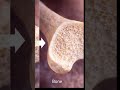 ఎముకలు ఎలా తయారవుతాయి? 🦴 | Ossification Process Explained 🔬
