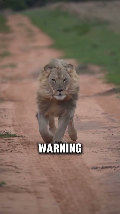 2 Amazing Facts About The Lion