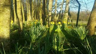 🇮🇪☘TREES AND DAFFODILS🌲CRAIGAVON LAKES IRELAND🌲#relax🌲#tranquility🌲HELP site WATCH video🙏subscribe🙏😇