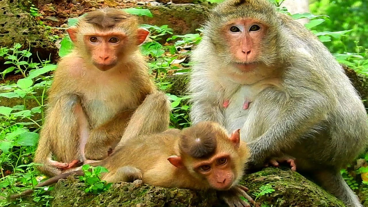 Wow very good happy to meeting team sovana meet team Ambers Old mom like to comfort new Abandon