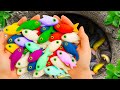 Amazing Catch Beautiful Ornamental Fish in Fields, Pufferfish, Axolotls, Baby Turtles, Metal Guppies