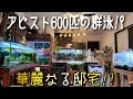 日本初⁉衝撃映像‼ アピスト600匹の群泳⁉華麗なる邸宅に潜入‼ aquarium アクアリウム 熱帯魚 水槽 水草 流木