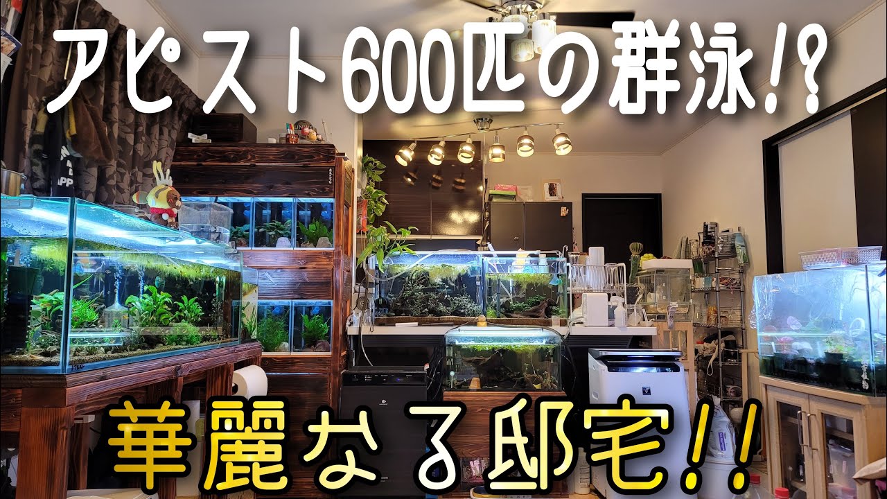 日本初⁉衝撃映像‼　アピスト600匹の群泳⁉華麗なる邸宅に潜入‼　aquarium　アクアリウム　熱帯魚　水槽　水草　流木