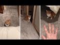 Crazy Cat Won't Let Real Estate Worker Leave Property