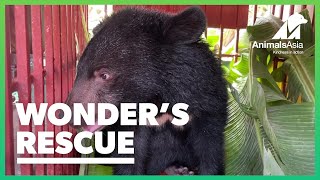 The rescue of Wonder the moon bear cub