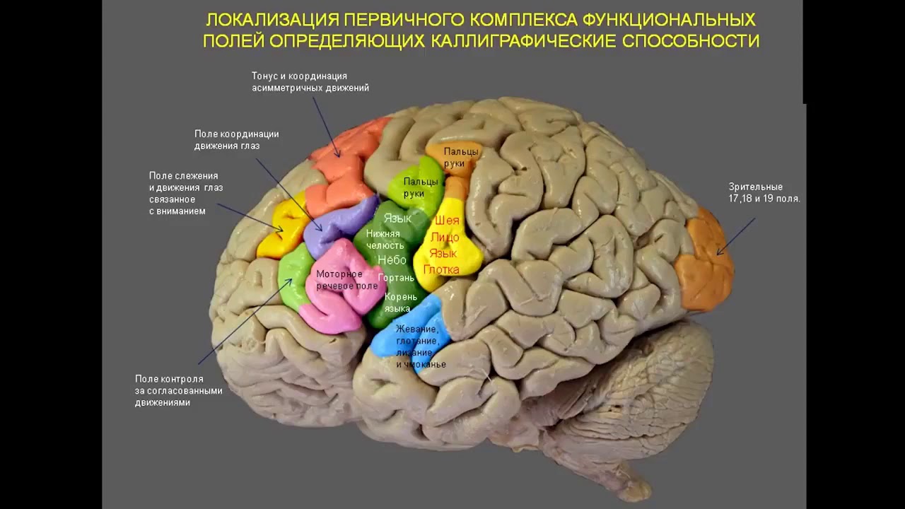 Атлас головного мозга человека в картинках