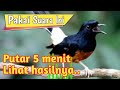 Masteran Cililin Gacor Untuk Burung Murai Batu Ytanimalover Mp3 - Mp4 Download