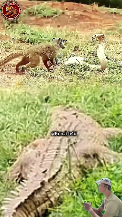 DUEL MAUT! GARANGAN VS KOBRA — TAPI ADA BUAYA MENGINTAI DENGAN TENANG!