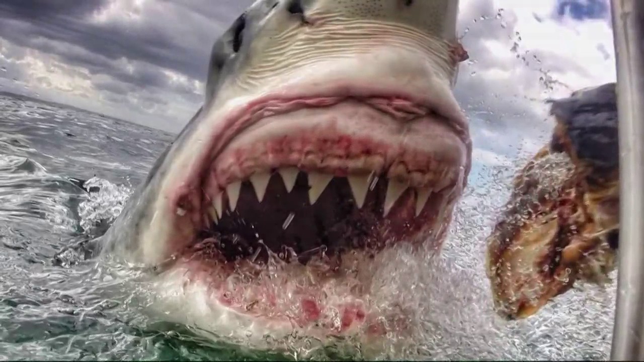 Самая жуткая акула. Нападение акулы МЕГАЛОДОН. Акула белая, акула-людоед, кархародон. Акулы людоеды МЕГАЛОДОН.