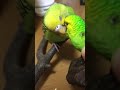 【セキセイ】置物インコにメロメロ【インコ】キャロルです。