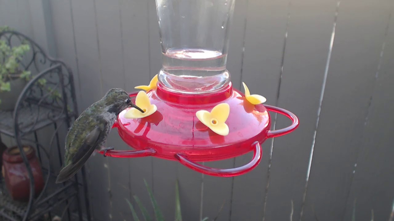 video phone beyonce mp3 Bella Hummingbird Nest Cam 08-21-2018 18:17:54 - 19:17:54